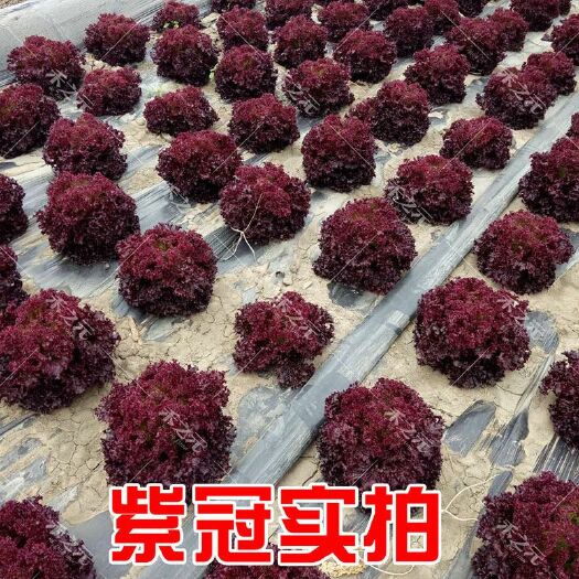 邵阳县罗莎紫生菜种子农家四季种球生菜紫色蔬菜种子阳台秋冬季南方盆栽