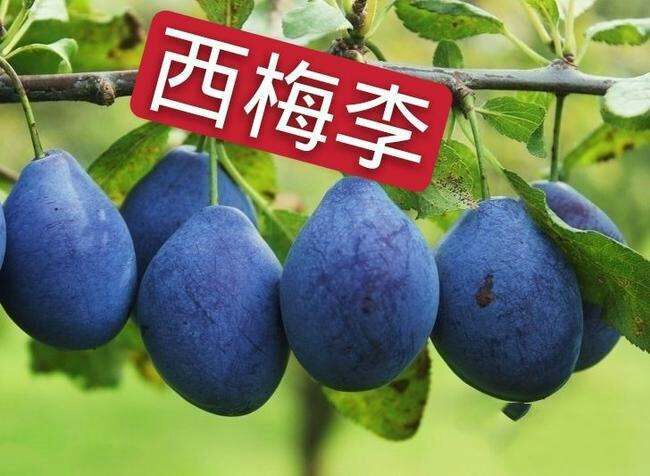 平邑县西梅苗 西梅李子苗  包品种包成活包结果  可视频看货