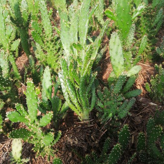 平邑县 千手观音仙人掌多肉植物现挖销