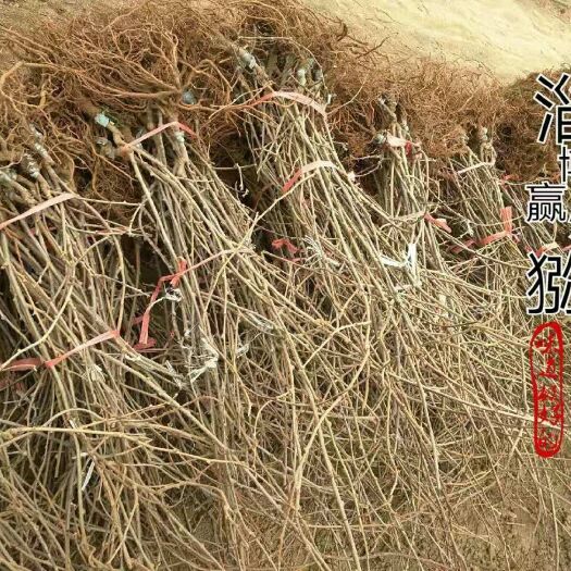 绿心猕猴桃苗 优质猕猴桃嫁接苗绿心两年结果
