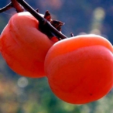  不暖甜柿树苗，摘下来即可食用，保证品种，基地直发