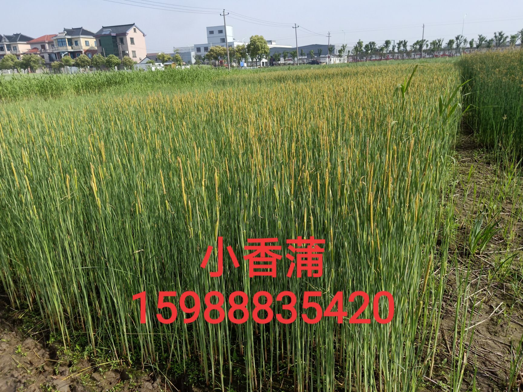 小香蒲基地  小香蒲价格 小香蒲供应 水生植物 小香蒲