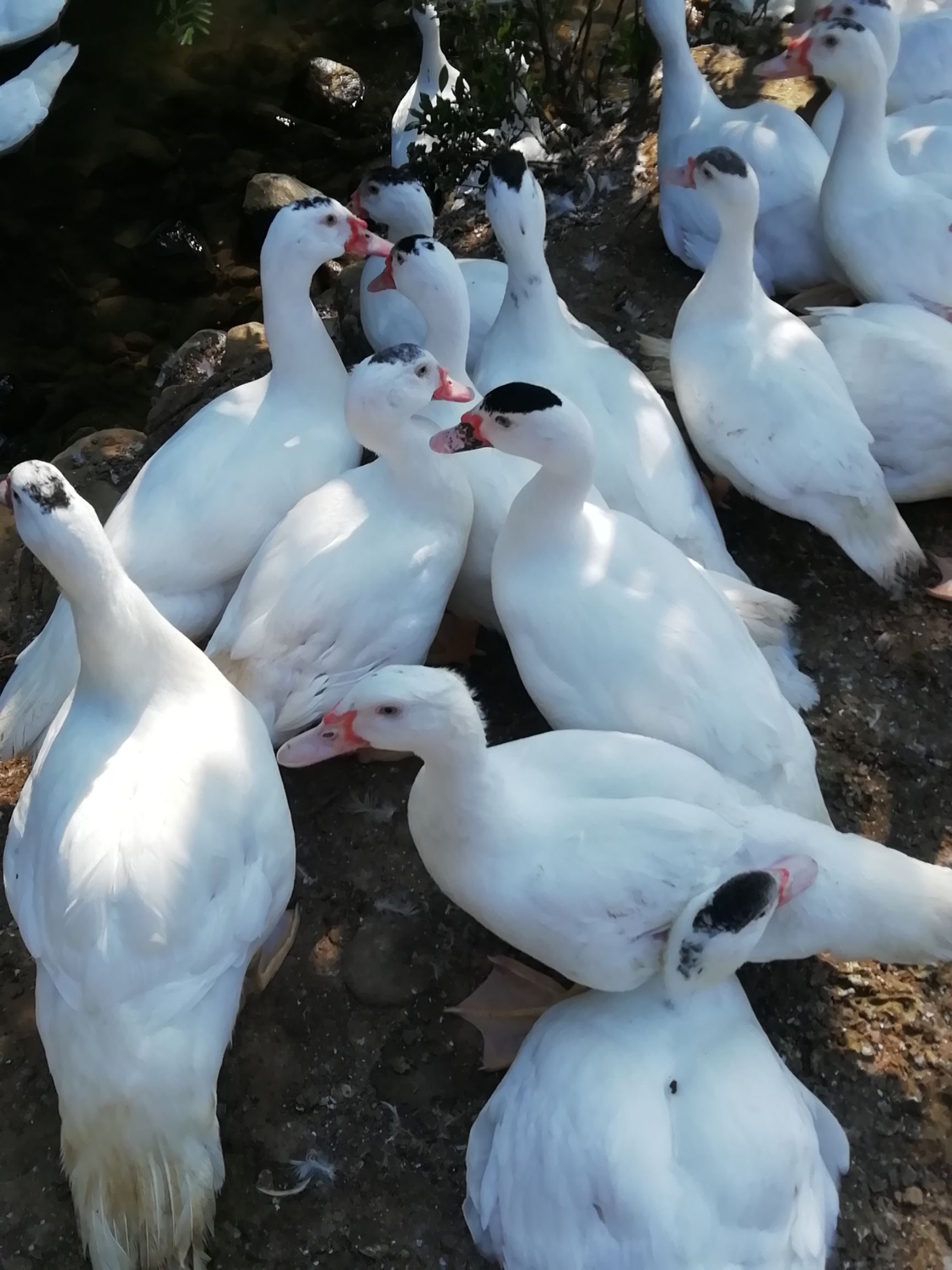 白番鸭56斤母全散养