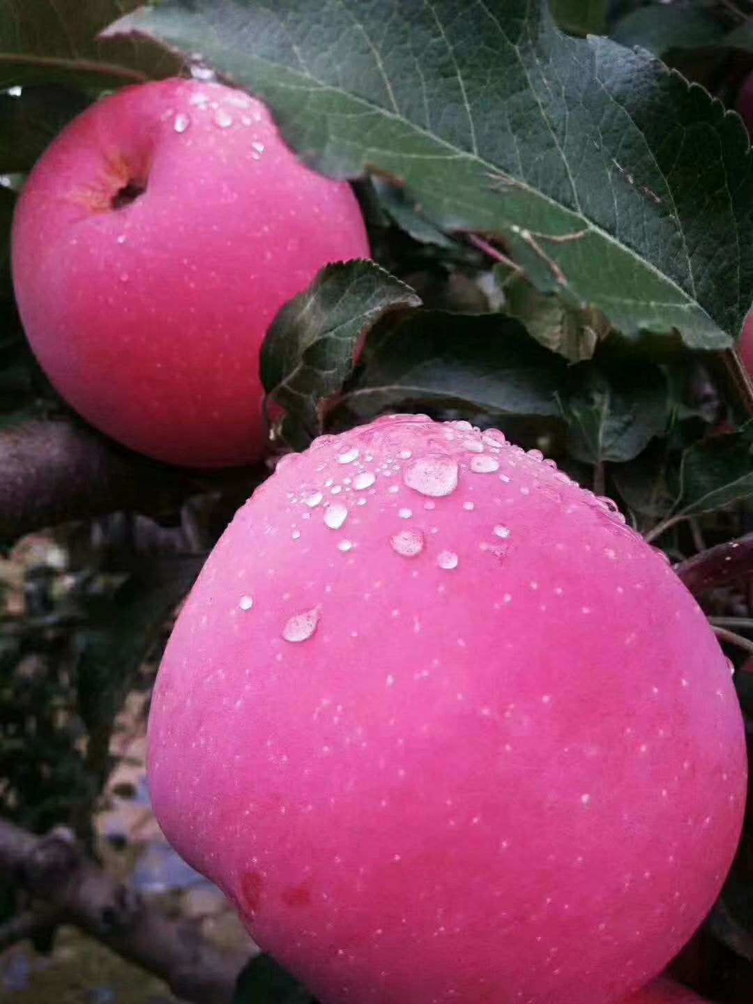 红将军苹果 静宁