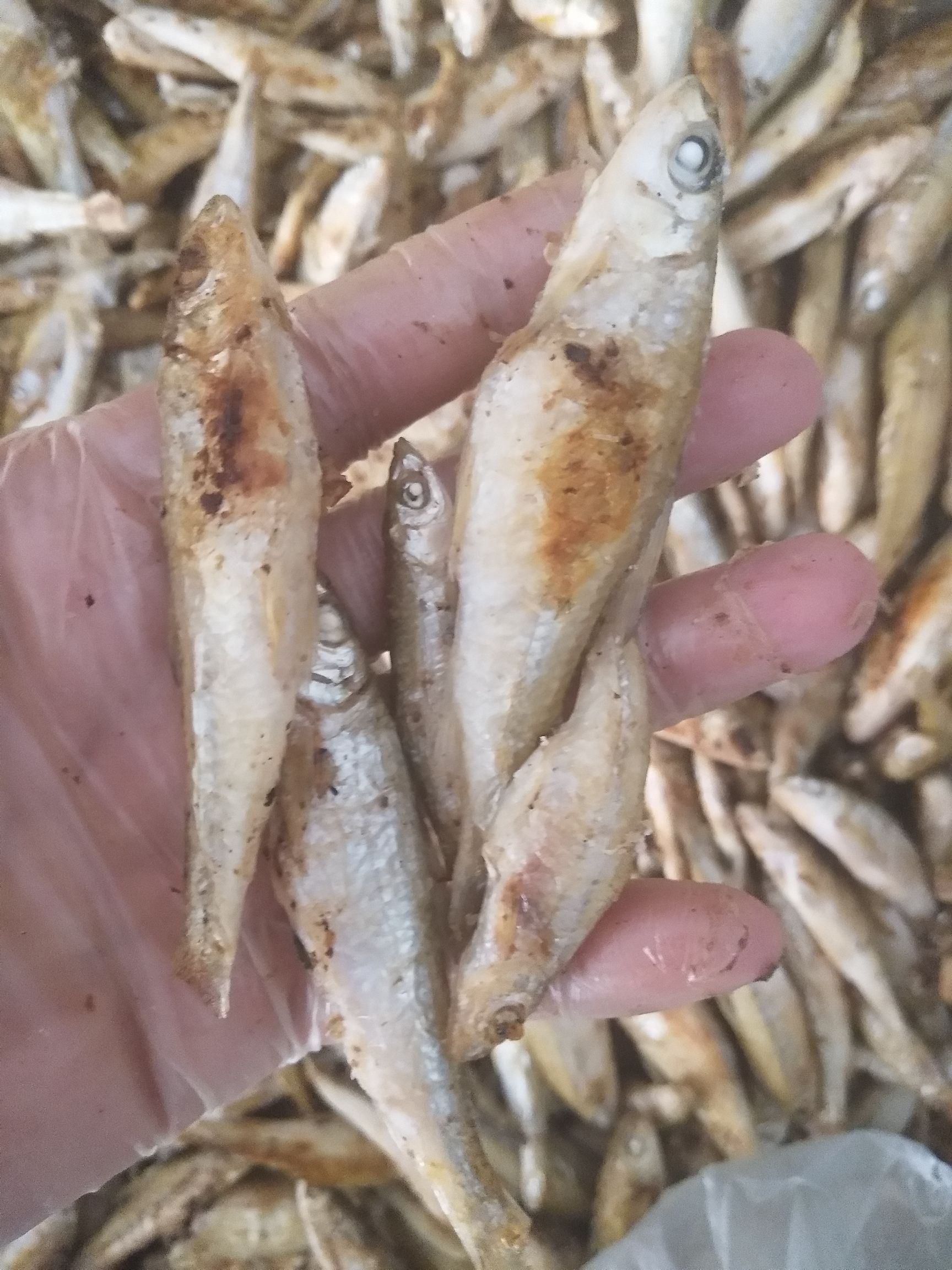 沙丁鱼干 纯柴火烤（船丁子鱼）
