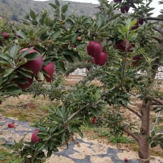 花牛苹果 75mm以上 全红 光果