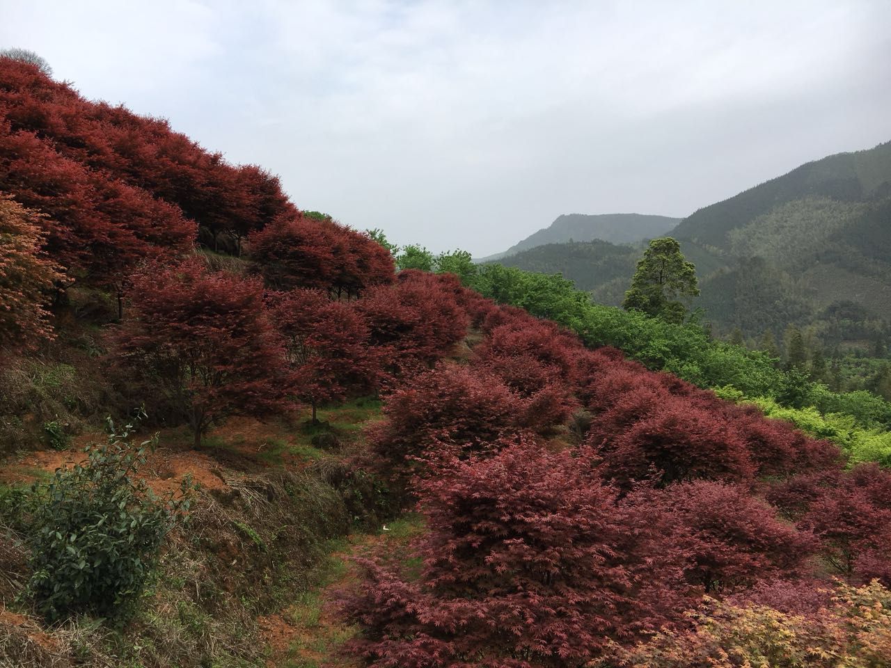  大量优质桂花树、中国红枫、日本红枫、全年红枫、戚枫出售。