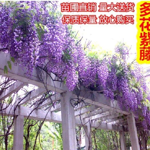 平邑县 紫藤 多花紫藤苗 大小规格均有现货基地直供