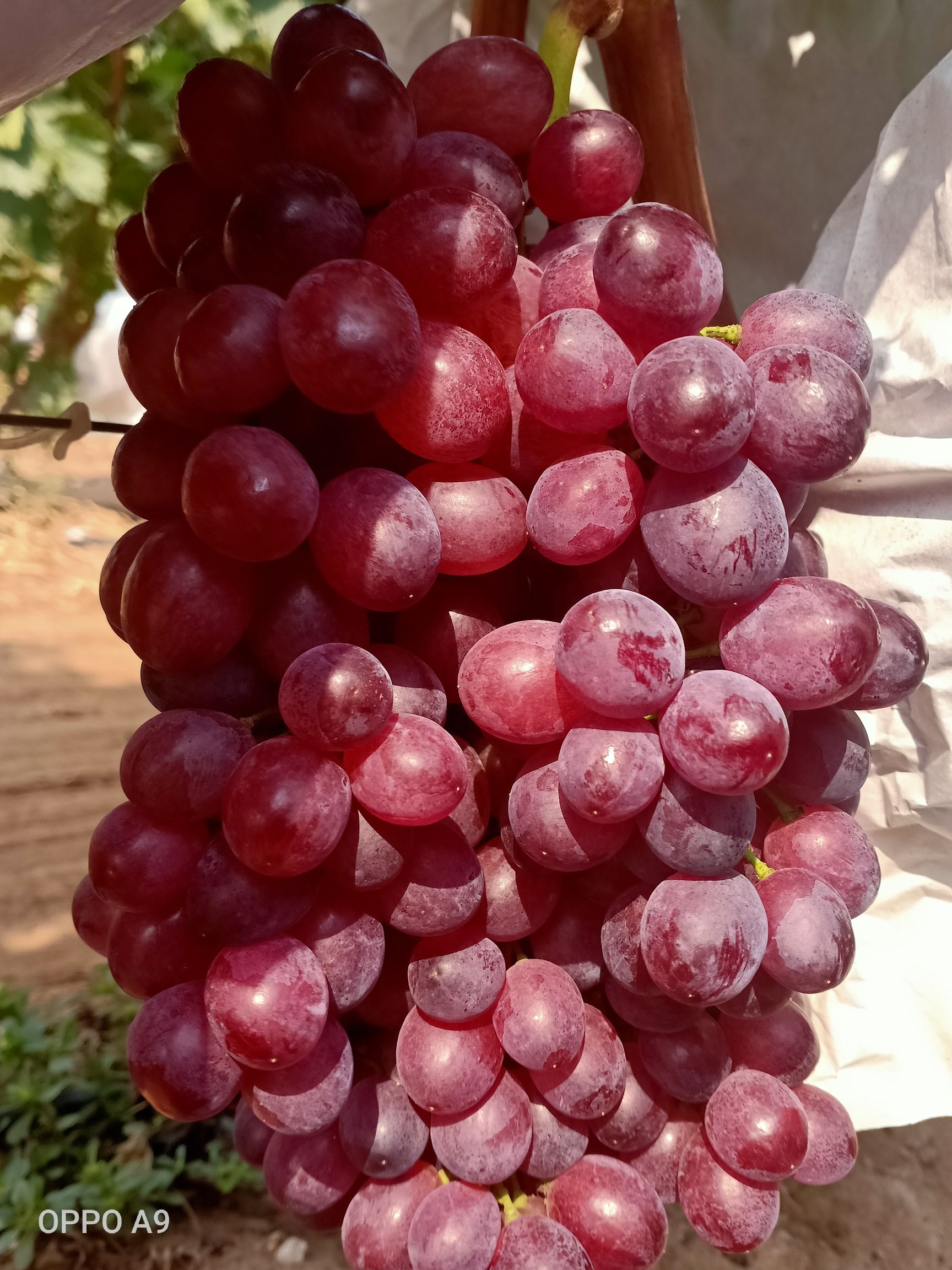 无核红宝石葡萄