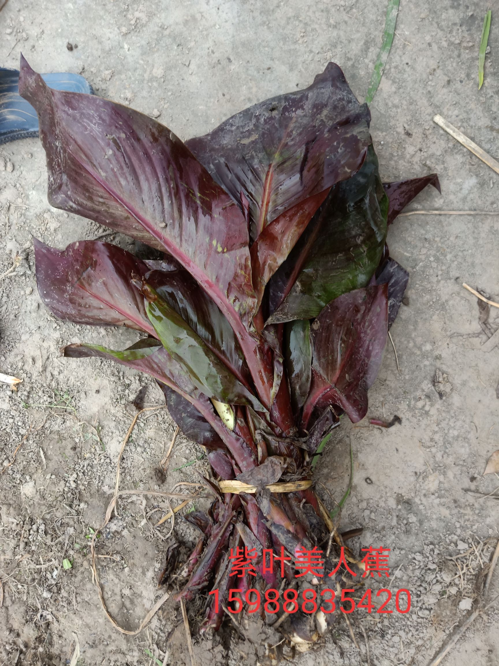 紫叶美人蕉  紫叶美人蕉供应 紫叶美人蕉苗圃基地水生植物