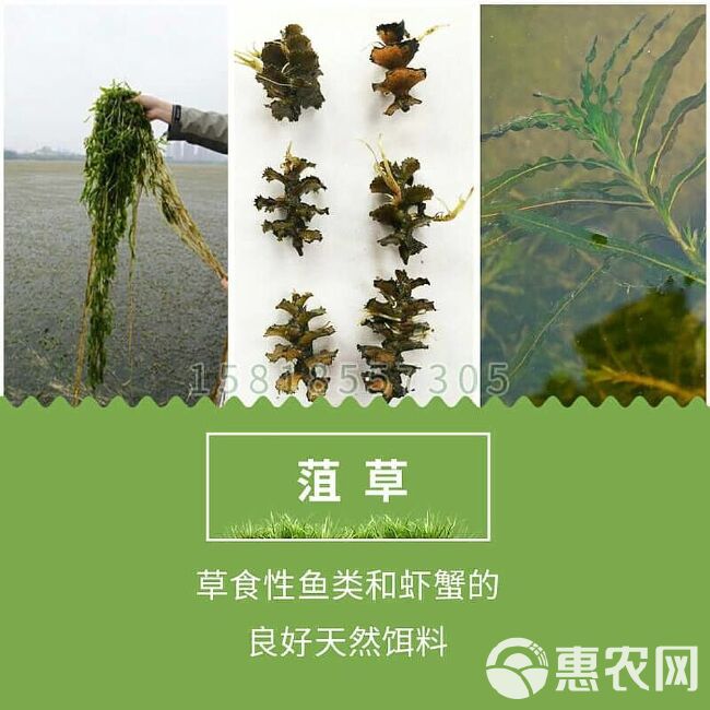  菹草种籽虾藻虾草麦黄草种子养殖小龙虾蟹鱼缸造景真水草增氧植物