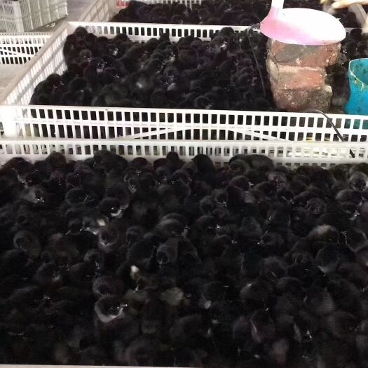 汉寿县脱温五黑绿壳蛋鸡苗 出售7000只脱温五黑绿壳蛋鸡