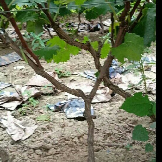 洛阳巨峰葡萄苗 大量出售占地葡萄树