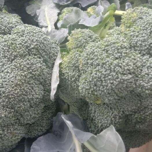 莒县 西兰花大量供应基地供货