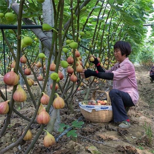 平邑县 青皮无花果树苗基地直销品种纯正现挖现发南北适宜包成活