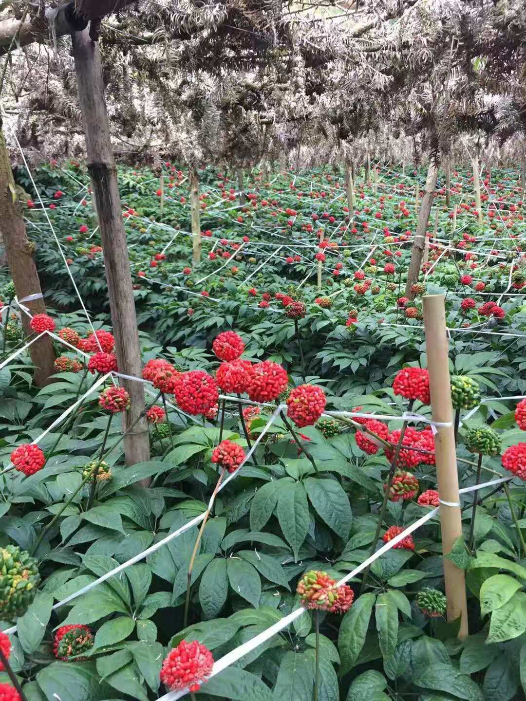 马关县 云南文山三七种子 发芽率95%以上提供种植技术指导全国包邮