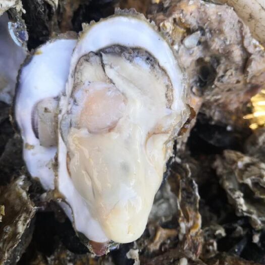 乳山市乳山牡蛎 度夏二倍体2+