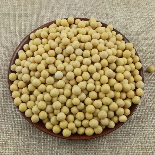 扶余市 2019新大豆 菜豆 k1 芽豆