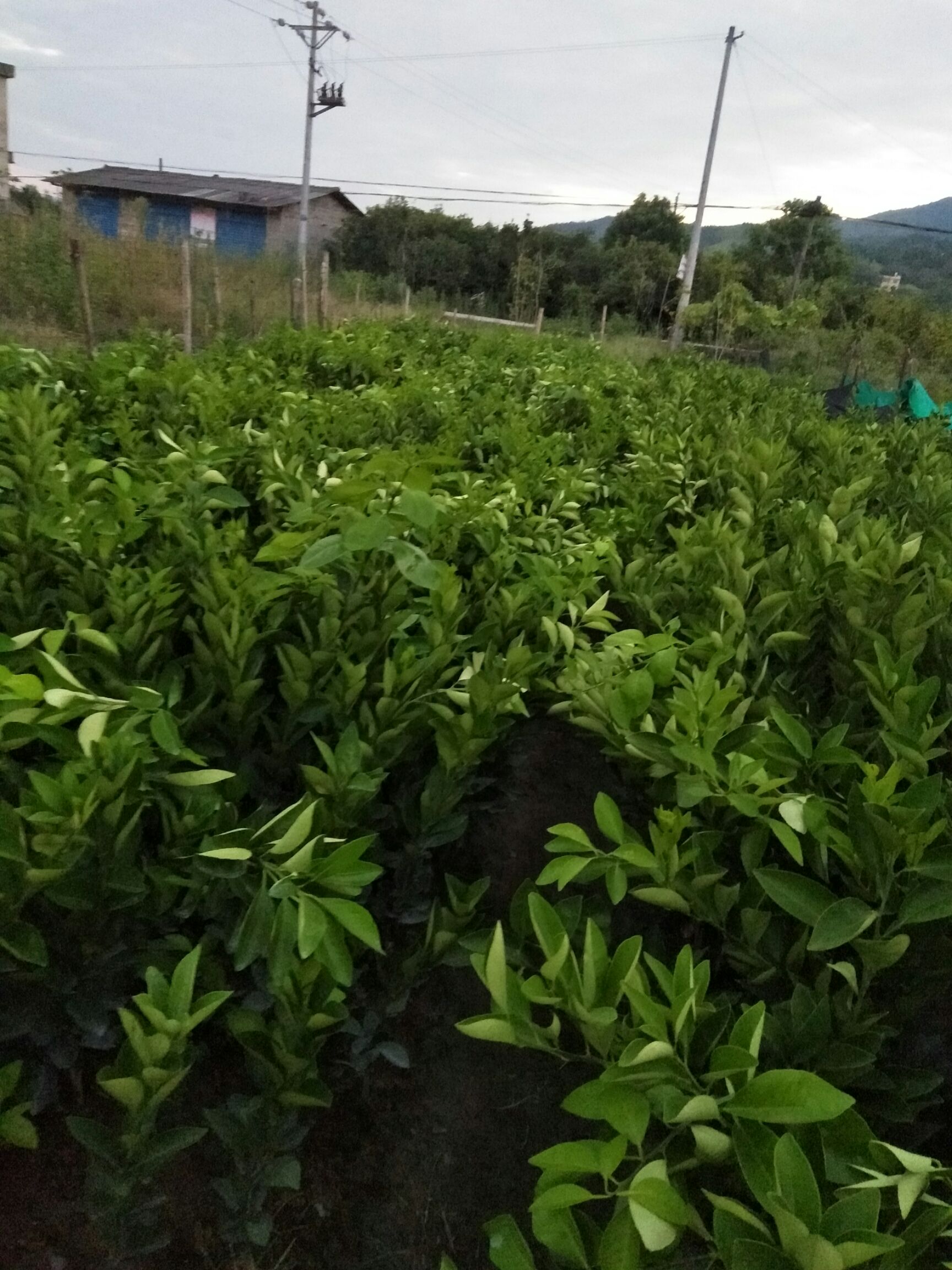  长期大量供应纽荷尔，福本，7904，红心脐橙树苗。