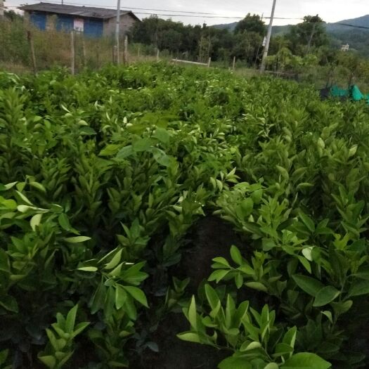 新宁县 长期大量供应纽荷尔，福本，7904，红心脐橙树苗。