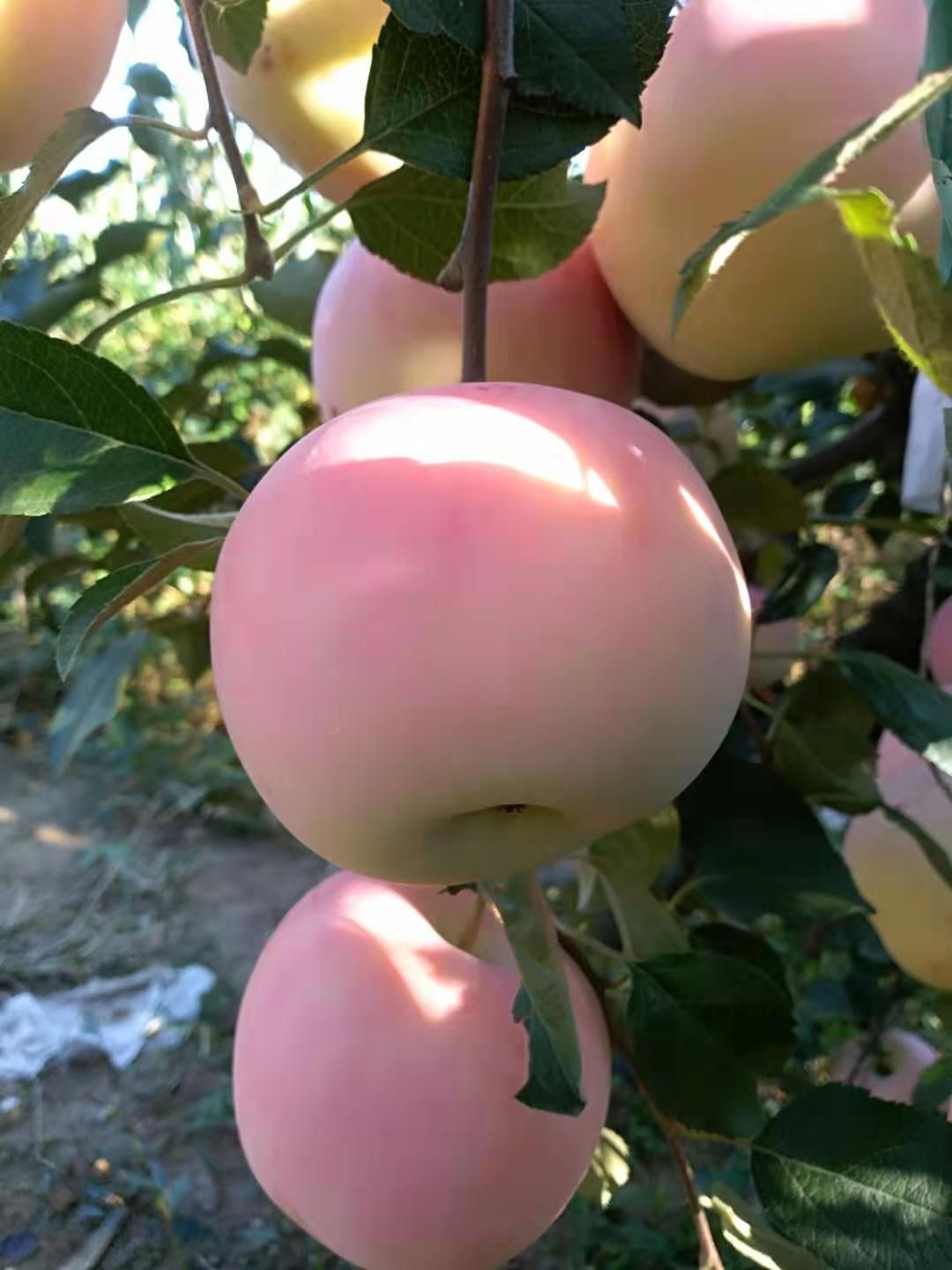  山东威海红富士苹果