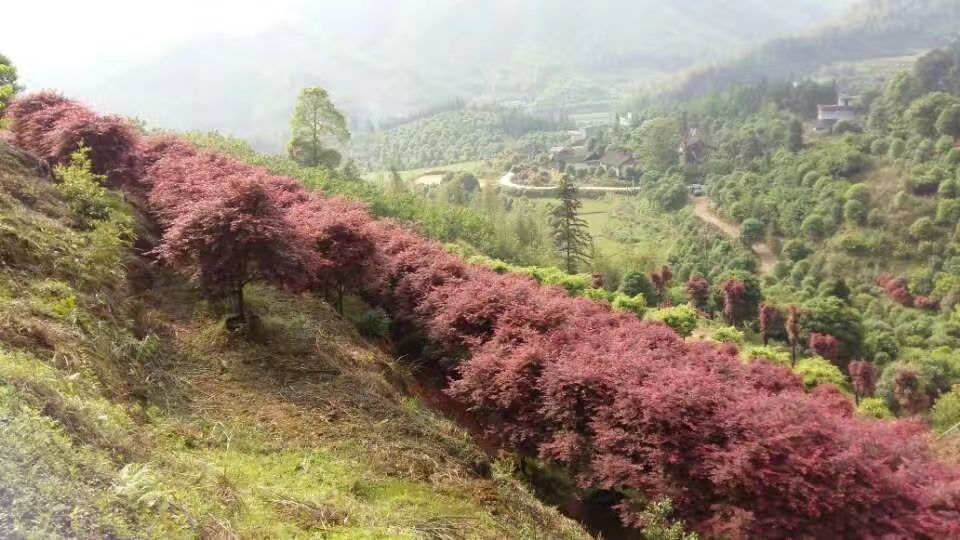  大量优质桂花树、中国红枫、日本红枫、全年红枫、戚枫出售。