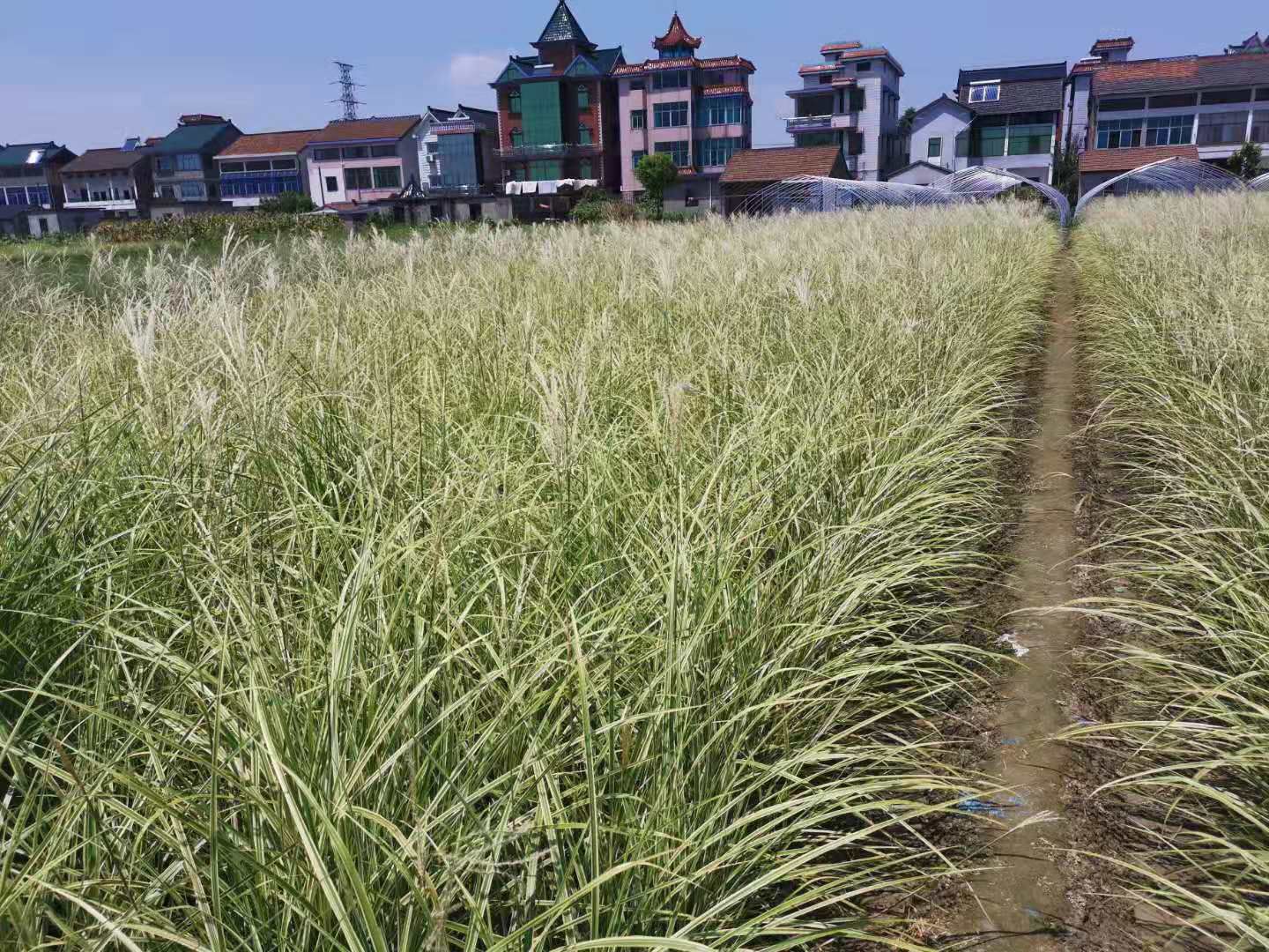 花叶芒 花叶芒批发供应 花叶芒价格 花叶芒苗圃基地