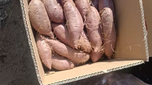 邹城市紫罗兰紫薯 3两以上精品紫罗兰商品薯