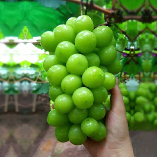 平邑县 嫁接葡萄苗 阳光玫瑰无核葡萄树苗 青提红提无籽葡萄苗包成活