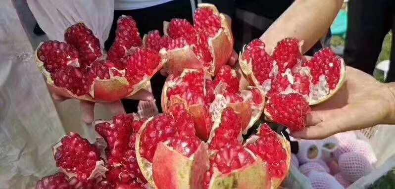 丽江 突尼斯软籽石榴