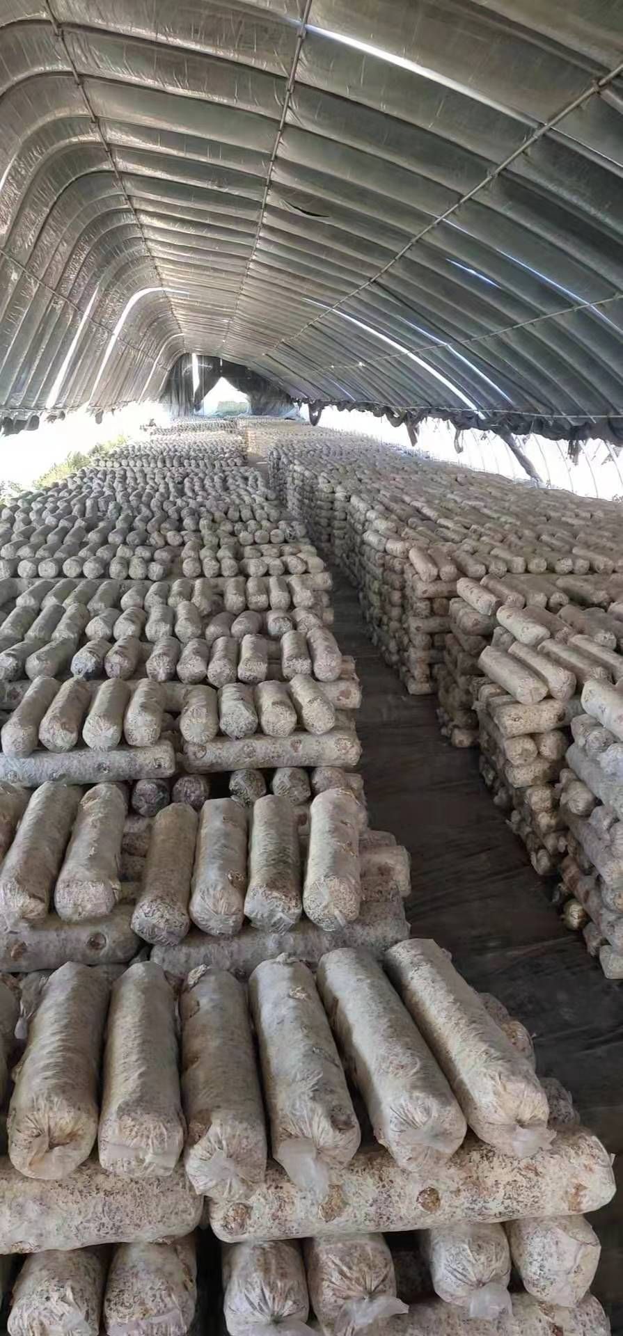 菌棒（不含菌种）  香菇菌棒 各类菌棒预订 周年供应 价格优惠 全年生产不断货
