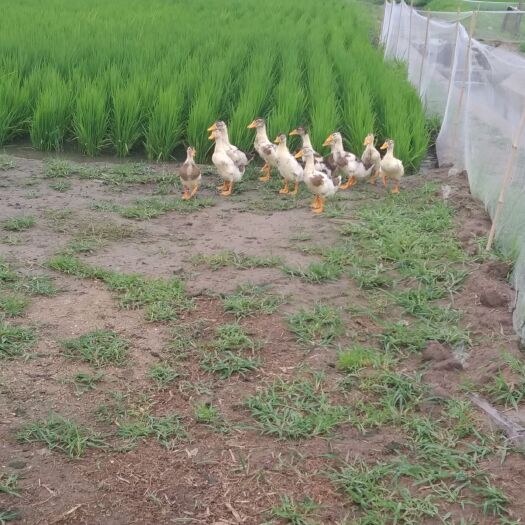梨树县鸭稻米 鸭田稻香米