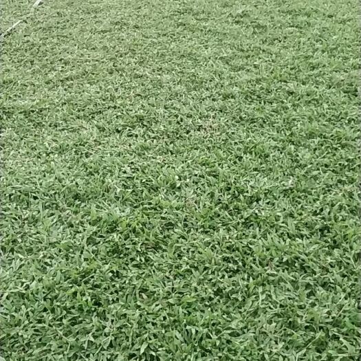 广州 大叶油草
