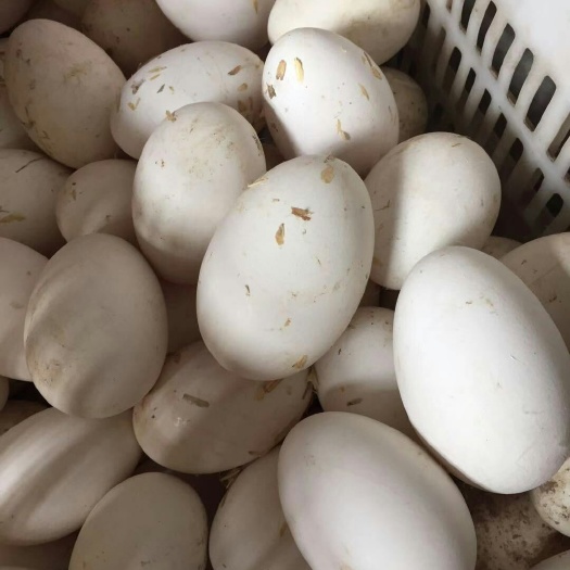 沭阳县种鹅蛋 大白鹅种蛋，菜蛋批发零售，量大从优！价格美丽！