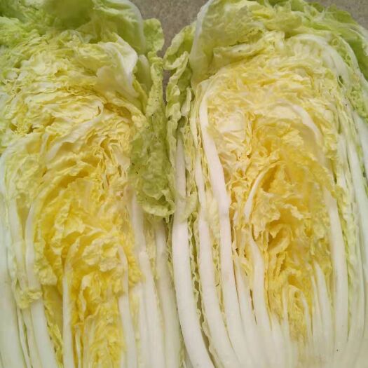平度市 娃娃菜大量上市