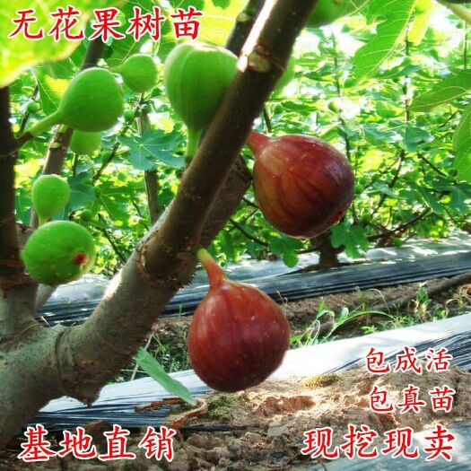 平邑县 无花果树苗波姬红布兰瑞克金傲芬紫果现挖现卖根系很基地直销