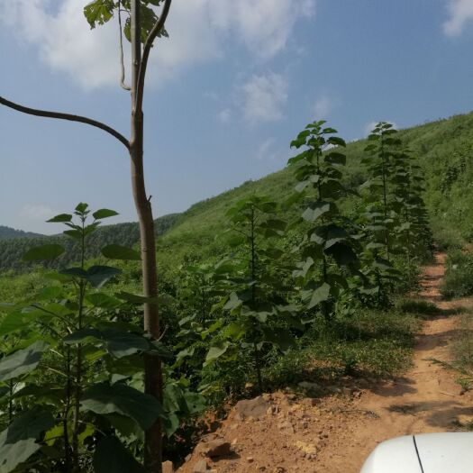 上思县 大批量快速成材泡桐树，低价出售