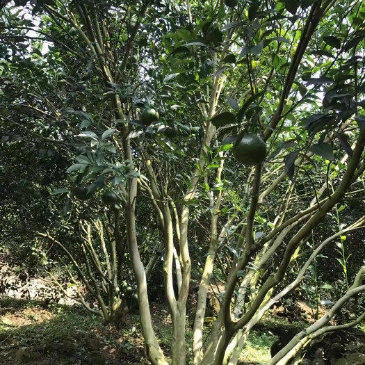 江门 新会天马柑，2019新皮.陈皮
