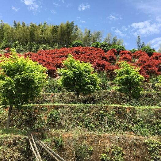 三季红 大量各规格优质全年红枫、中国红枫、日本红枫、戚枫、桂花树出售