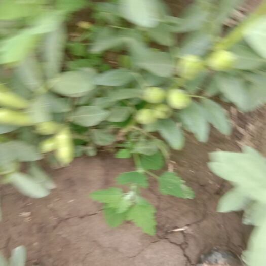 羊眼蚕豆