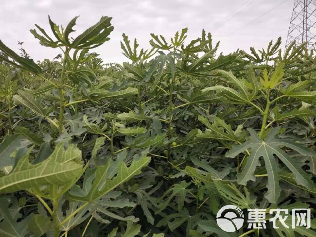  青皮无花果树苗无花果苗当年挂果品种纯正