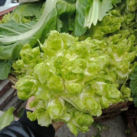 崇州市四川儿菜  万亩精品儿菜，欢迎各位老板来电洽谈