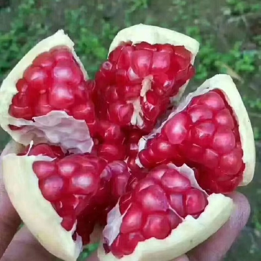西安 临潼石榴