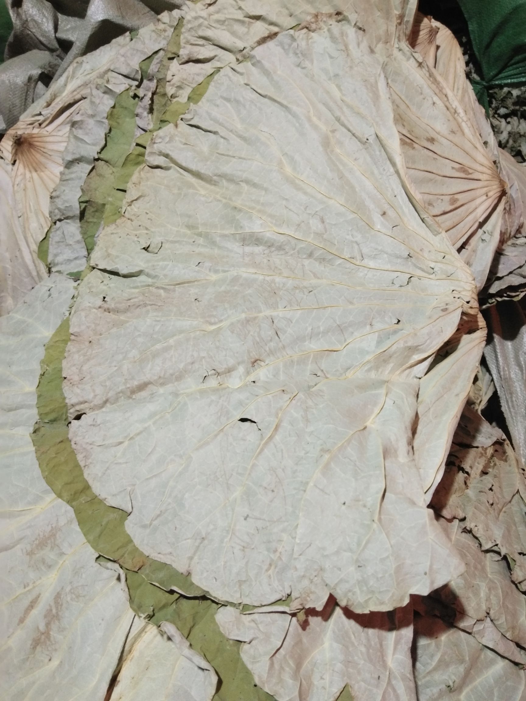 纯天然干荷叶产地直销
