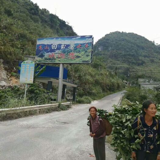 大化县 广西省七百弄高山白玉薯