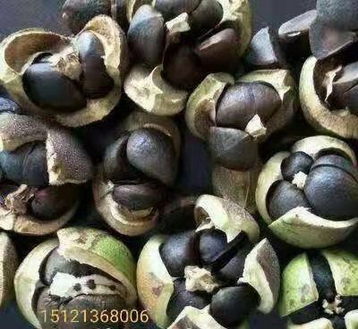 惠水县油茶种子  油茶好品种，产量高，见效快，稳产，决定种植户的未