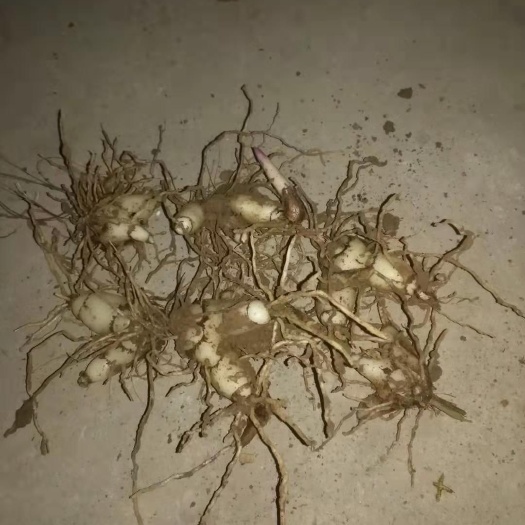 梓潼县白及 三叉白芨