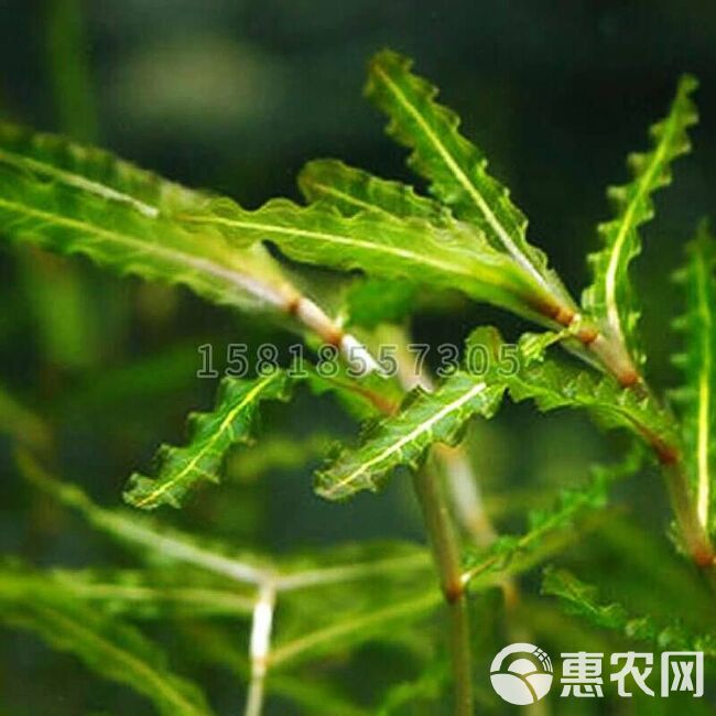  菹草种籽虾藻虾草麦黄草种子养殖小龙虾蟹鱼缸造景真水草增氧植物