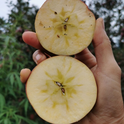 盐源县 大凉山盐源丑苹果糖心苹果