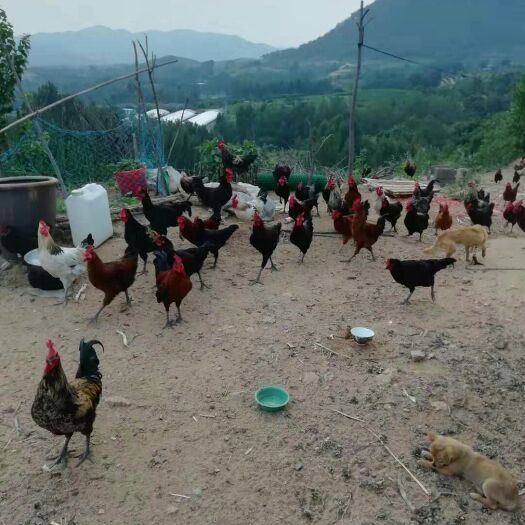 临朐县 散养跑山鸡-出售大量爱打架的大公鸡